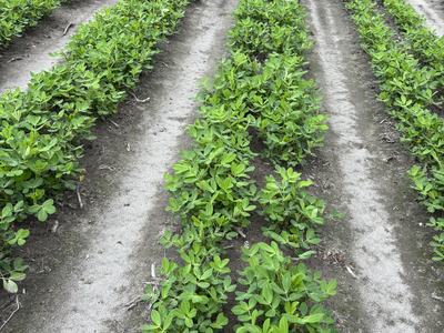 Peanut plants in mid-June planted in a twin-row planting pattern.