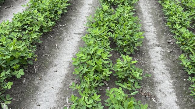 Peanut plants in mid-June planted in a twin-row planting pattern.