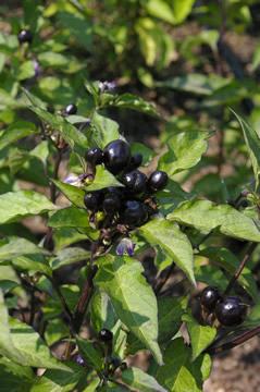 Pepper 'On Top Round Red'