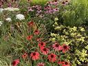 pollinator plants in garden