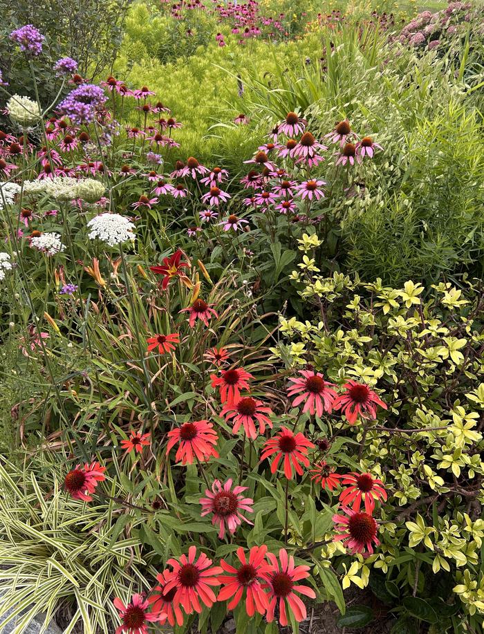 pollinator plants in garden