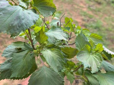leafy green plant