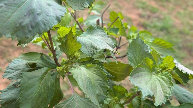 leafy green plant