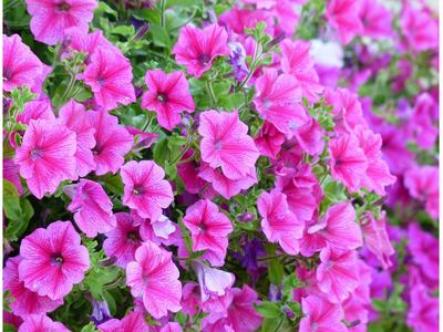 purple petunias