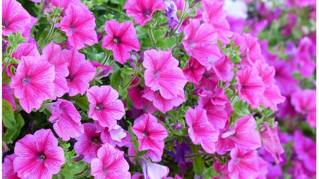 purple petunias