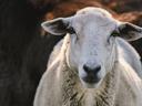 A close up of a white lamb