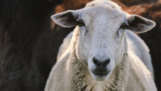 A close up of a white lamb