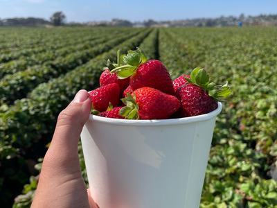 A hand extended out holding a cup of strawberries with a strawberry field in the background.