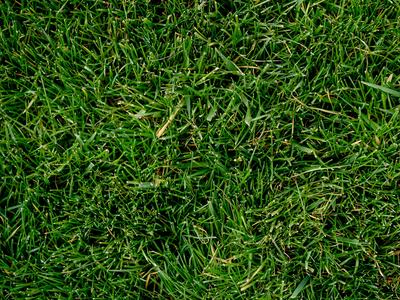 Fescue Grass