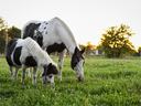 Productive Pasture Series
