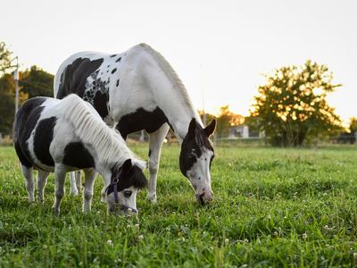 Productive Pasture Series
