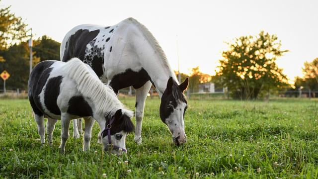 Productive Pasture Series