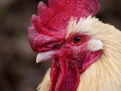 White rooster to grab attention for the poultry show.