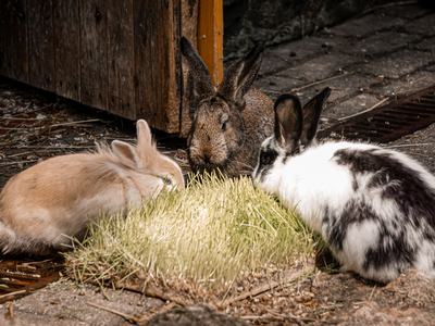 Rabbits snacking on grass