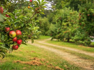 Apple Orchard