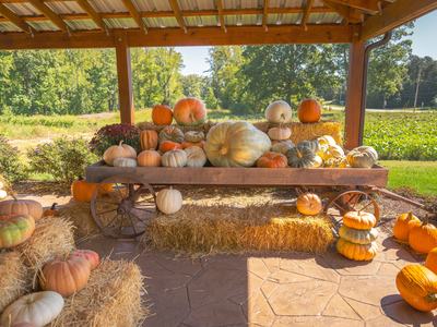 Picture of fall pumpkins on wagon