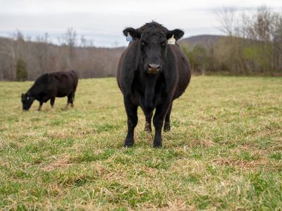 Two Black Angus cows grazing in a peaceful open field during daytime