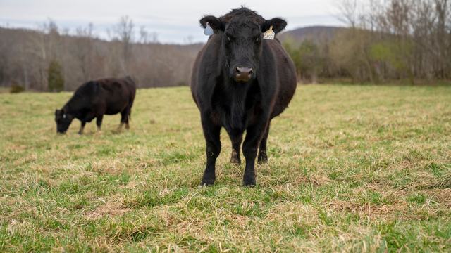 Two Black Angus cows grazing in a peaceful open field during daytime