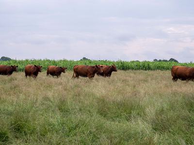 Brown cows standing out in a grassy pasture.