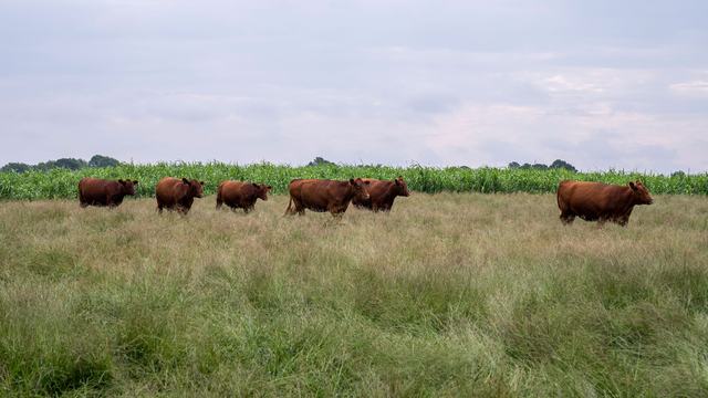 Brown cows standing out in a grassy pasture.