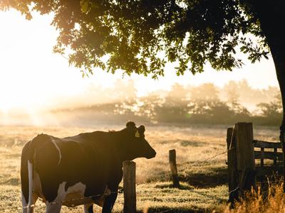 cow looking into sunset