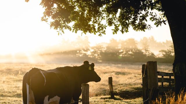 cow looking into sunset