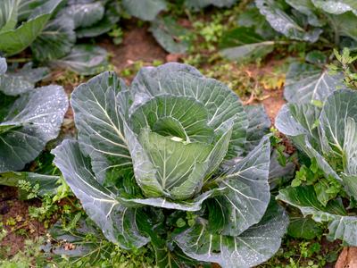 Cabbage