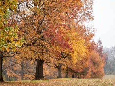 Fall Trees