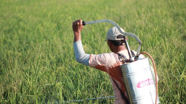 A person in a field of grass holding the lever on their metal backpack to spray pesticides.
