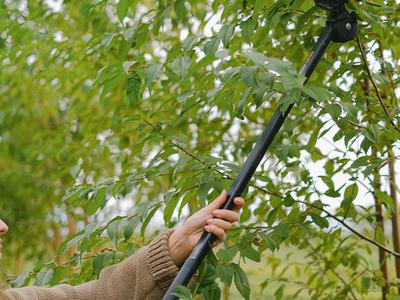 Pruning