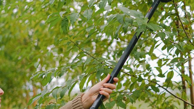 Pruning