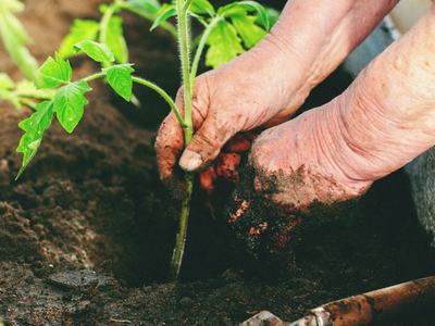 planting a tomato