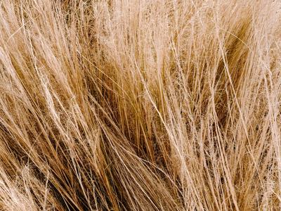 Broomsedge