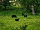 Cattle grazing on lush pasture
