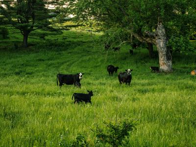 Cattle grazing on lush pasture