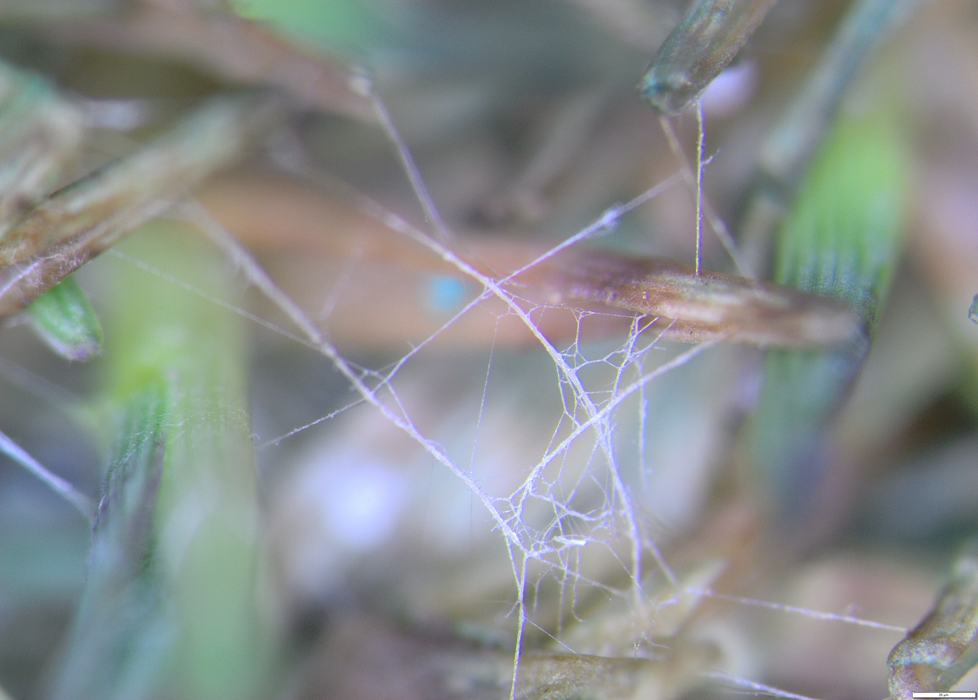 Cream leaf blight mycelium in the foliage 