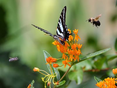 Photo of black and white butterfly on an orange flower with a bee and a flying insect in the foreground.