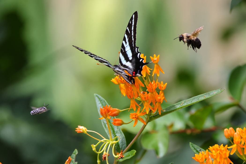 Black and white butterfly on an orange flower with a bee and a flying insect in the foreground.