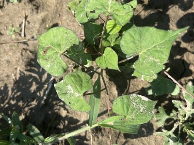 Pitted morningglory