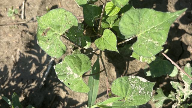 Pitted morningglory