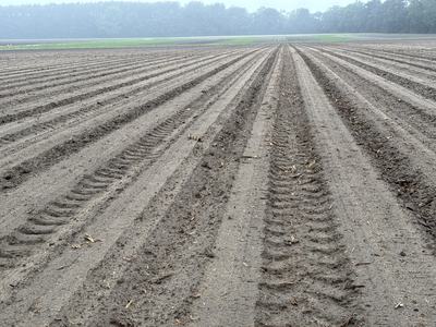 peanut field planted the week of April 27