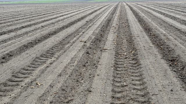 peanut field planted the week of April 27