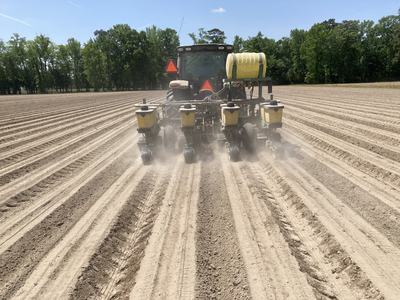 Planting peanuts near Lewiston North Carolina