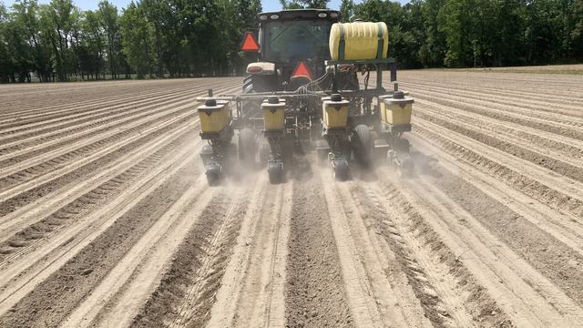 Planting peanuts near Lewiston North Carolina