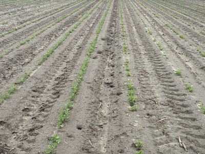 May 5 planting on left and April 16 planting on right