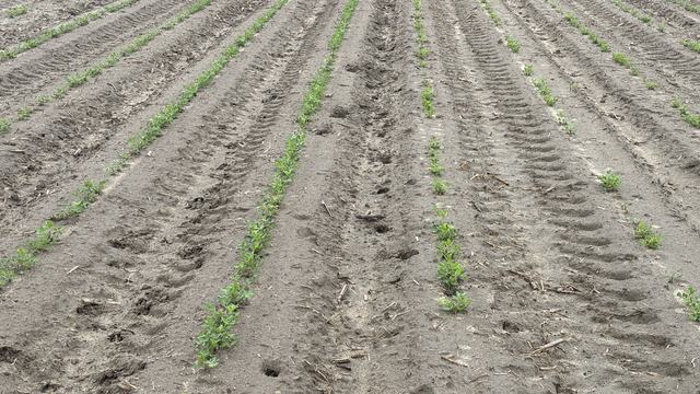 May 5 planting on left and April 16 planting on right