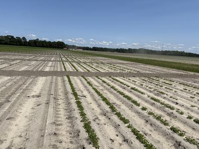 Planting date trial in North Carolina