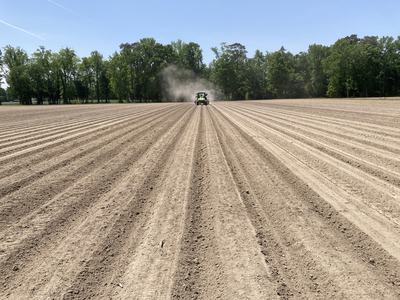 Peanut field being planted in spring.