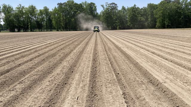 Peanut field being planted in spring.