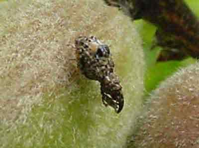 Plum curculio